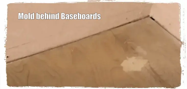 Mold on and behind Baseboards