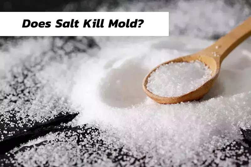 Does Salt Kill Mold?