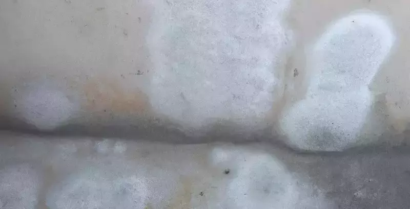 White Mold on the Concrete