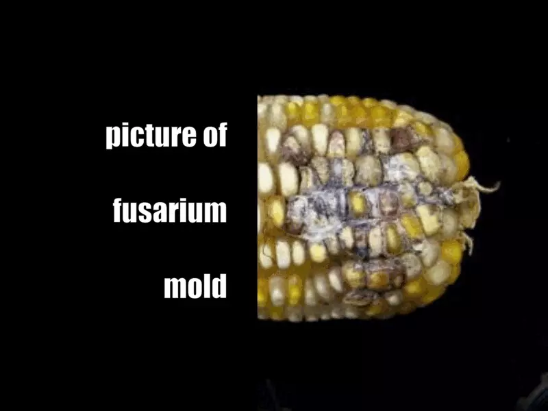what is fusarium mold