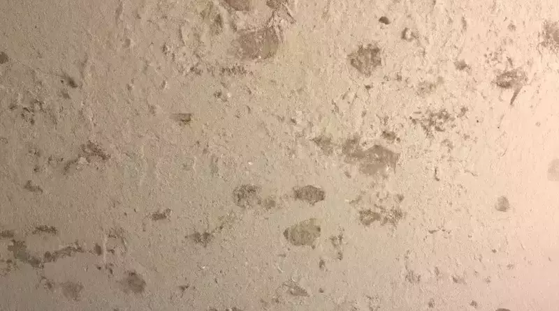 Mold on Popcorn Ceiling