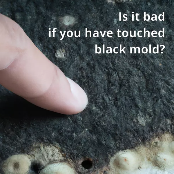 Is It Bad if You Have Touched Black Mold?