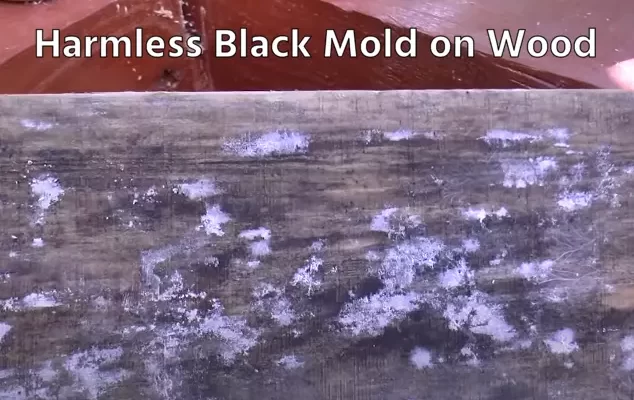Harmless Black Mold on Wood