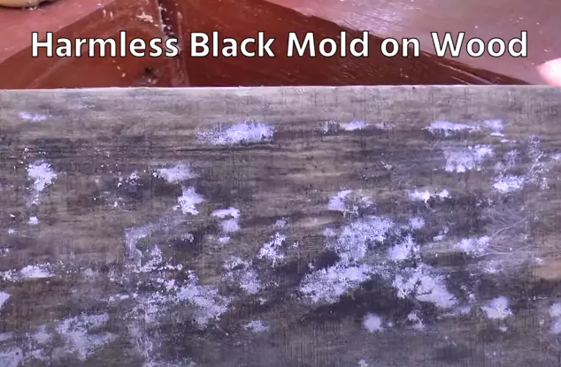 Harmless Black Mold on Wood