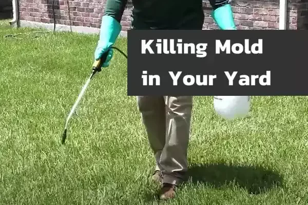 How to Kill Mold in Your Yard?
