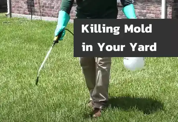 How to Kill Mold in Your Yard?